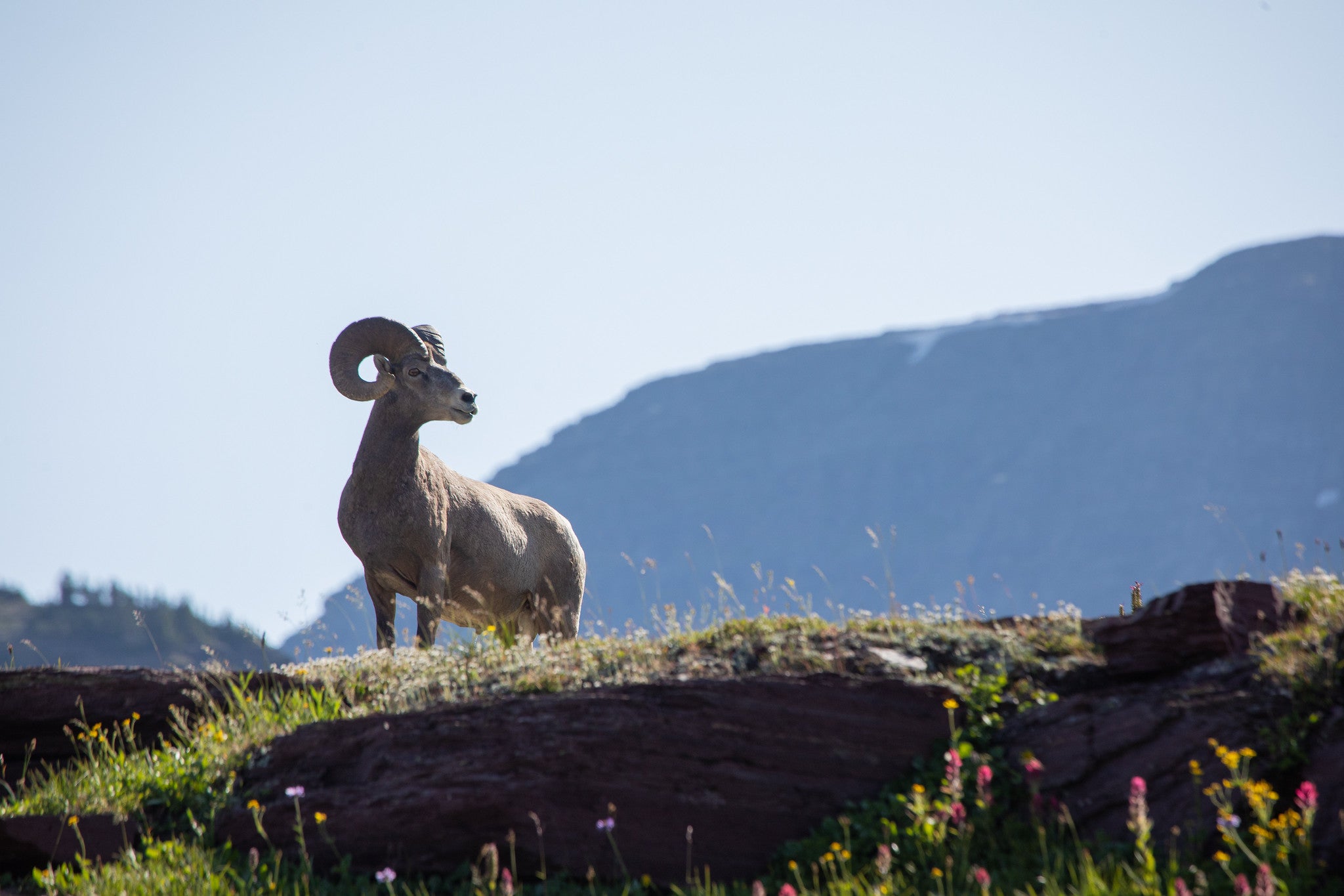 Glacier National Park Conservancy