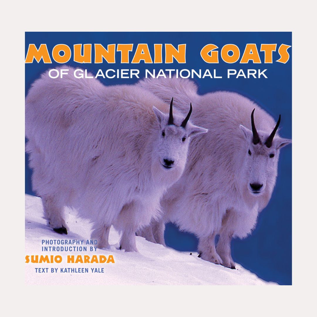 Mountain Goats Of Glacier National Park