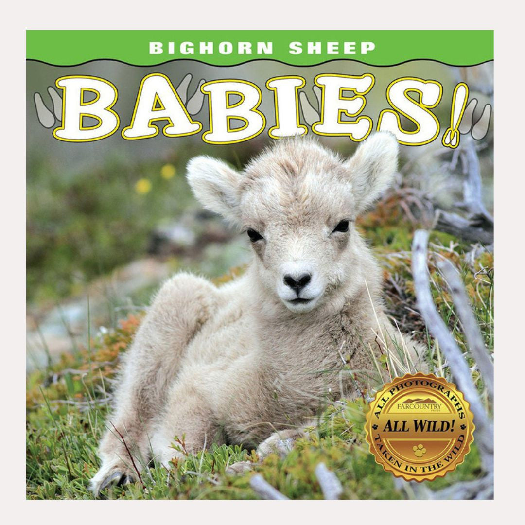 Bighorn Sheep Babies