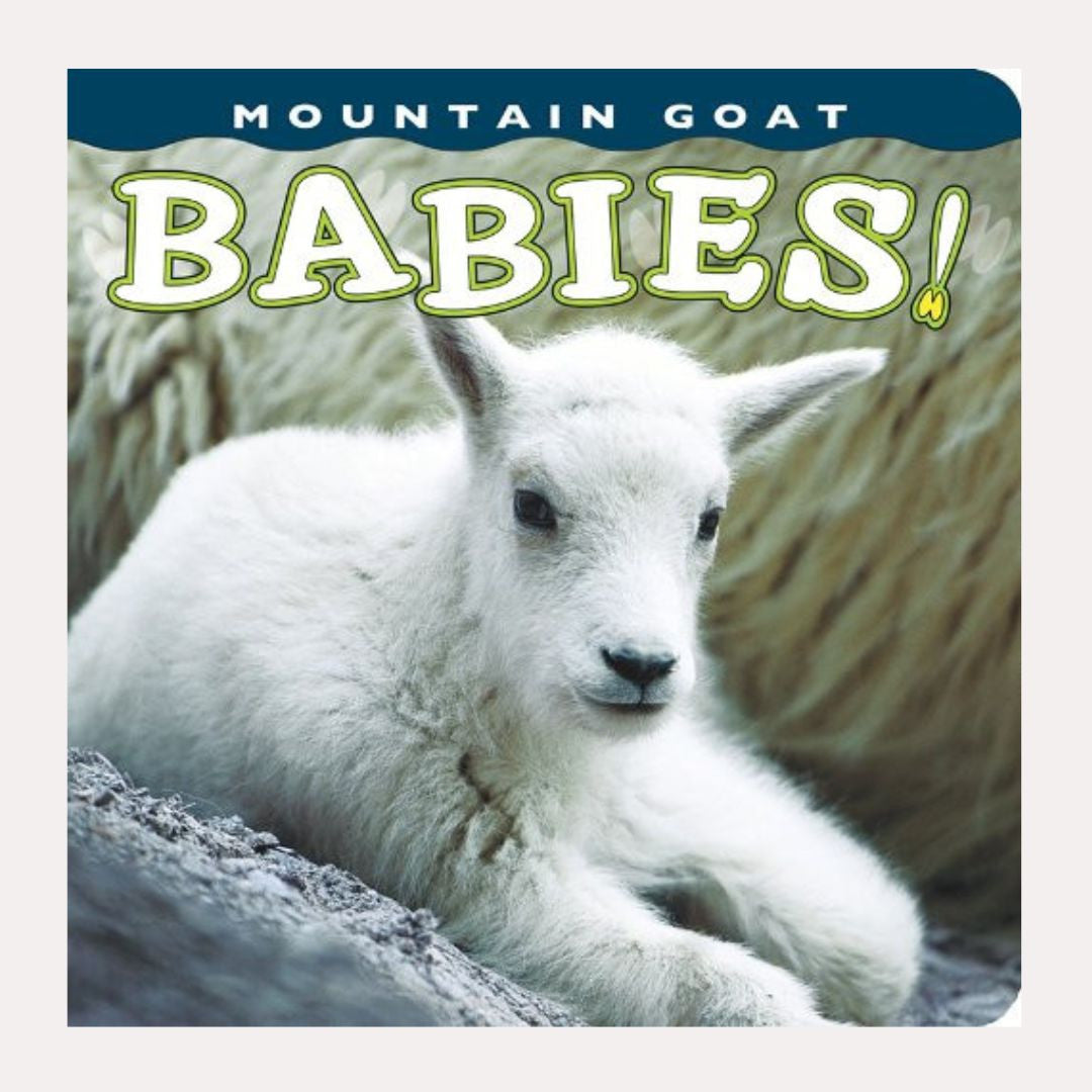 Mountain Goat Babies